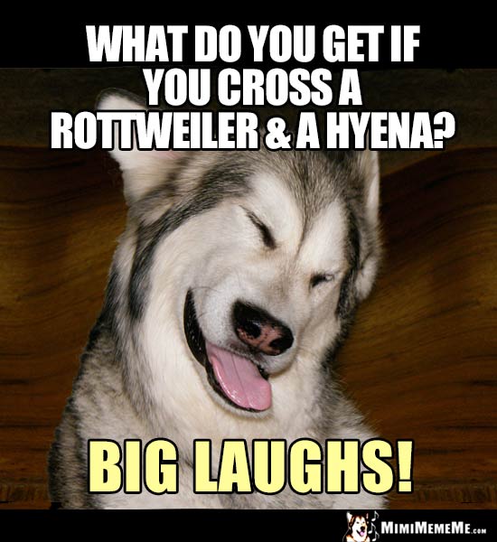 Dog Joke: What do you get if you cross a Rottweiler & a hyena? Big laughs