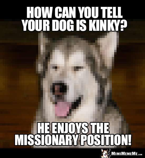 Dog Joke: How can you tell your dog is kinky? He enjoys the missionary position!
