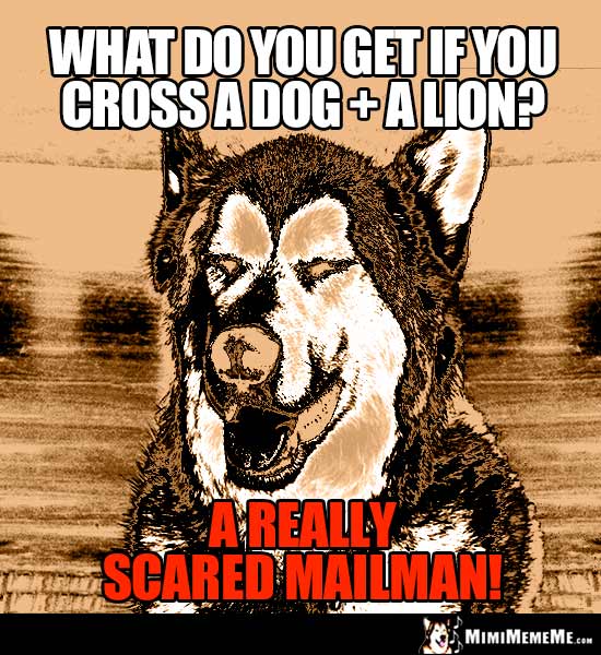 Dog Riddle: What do you get if you cross a dog + a lion? A really scared mailman!