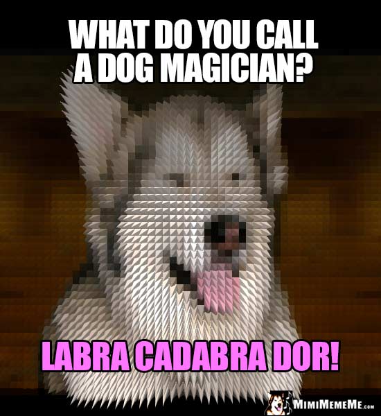 Dog Breed Joke: What do you call a dog magician? Labra Cadabra Dor!