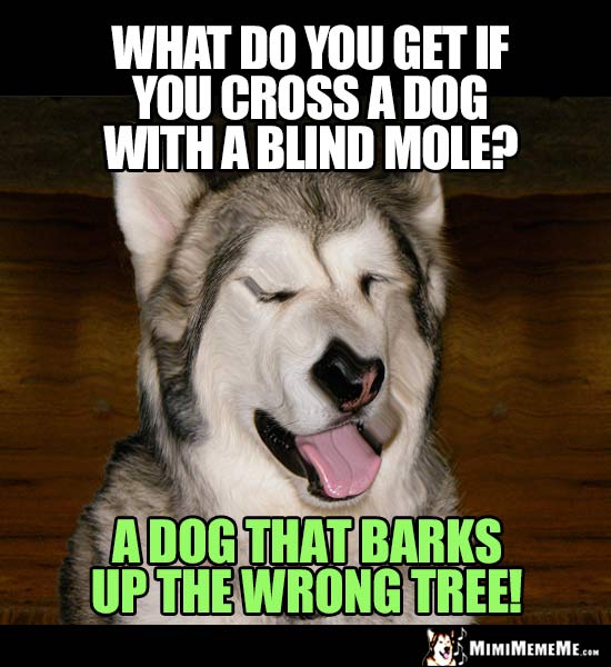 Dog Riddle: What do you get if you cross a dog with a blind mole? A dog that barks up the wrong tree!