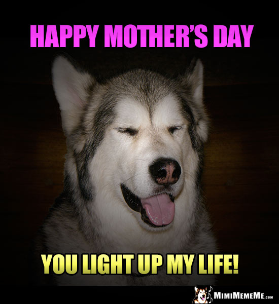 Handsome Dog Says: Happy Mother's Day. You Light Up My Life!