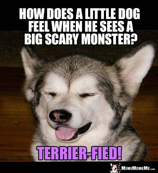 Dog Joke: How does a little dog feel when he sees a big sarey monster? Terrier-fied!