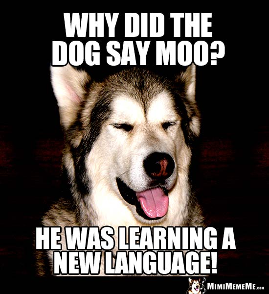Dog Riddle: Why did the dog say moo? He was learning a new language!