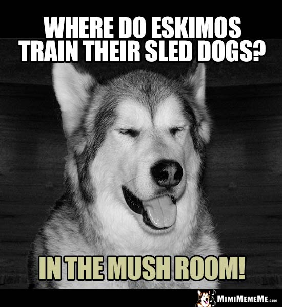 Dog Joke: Where do Eskimos train their sled dogs? In the mush room!