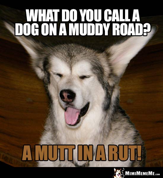Dog Humor: What do you call a dog on a muddy road? A mutt in a rut!