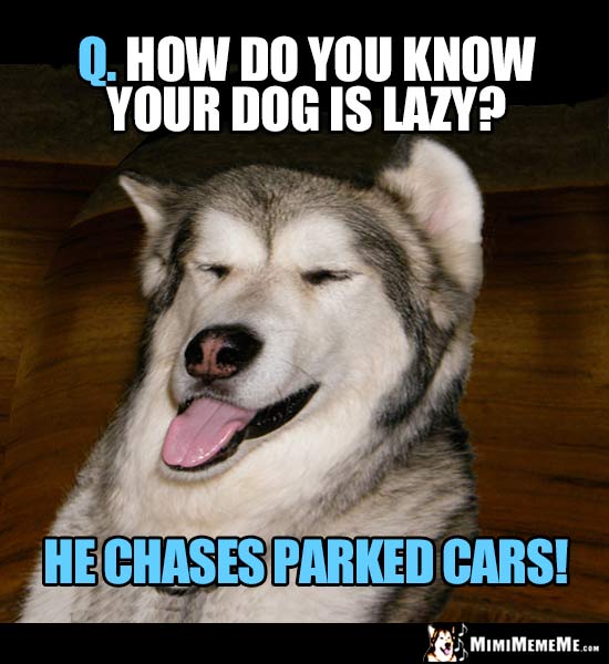 Dog Riddle: Q. How do you know your dog is lazy? A. He chases parked cars!