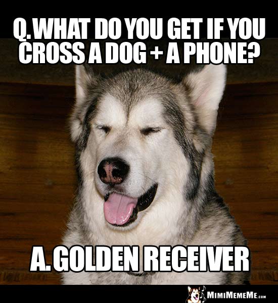 Dog Riddle: What do you get if you cross a dog + a phone? A Golden Receiver