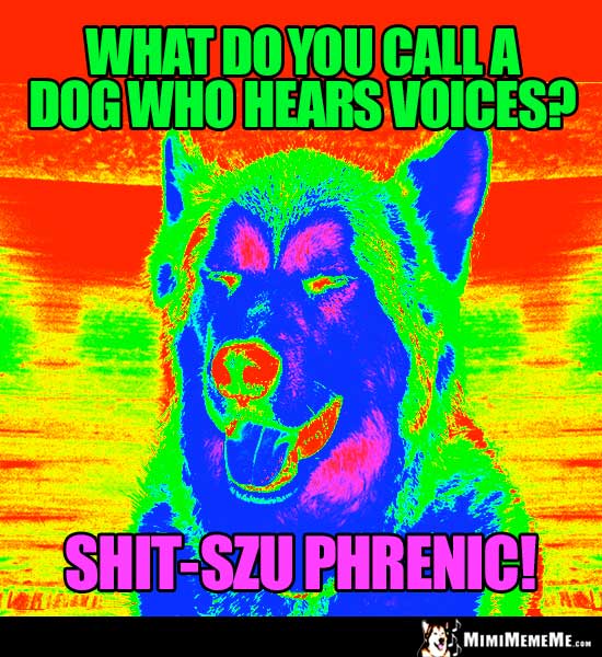 Dog Humor: What do you call a dog who hears voices? shit-Szu Phrenic!
