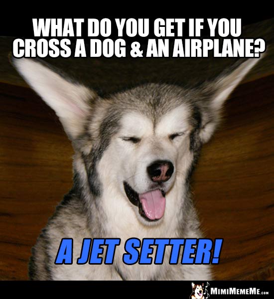 Dog Riddle: What do you get if you cross a dog & an airplane? A Jet Setter!