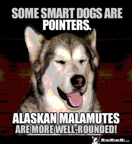 Dog Humor: Some smart dogs are pointers. Alaskan Malamutes are more well-rounded!