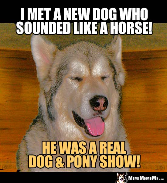 Dog Humor: I met a new dog who sounded like a horse? He was a real dog & pony show!
