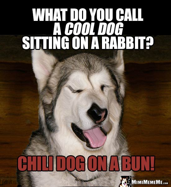 Dog Riddle: What do you call a cool dog sitting on a rabbit? Chili Dog on a Bun!