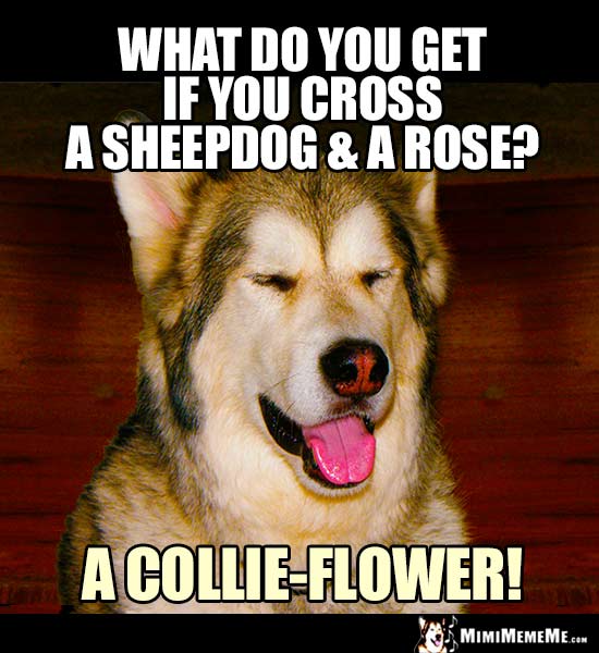 Dog Riddle: What do you get if you cross a sheepdog and a rose? a collie-flower!