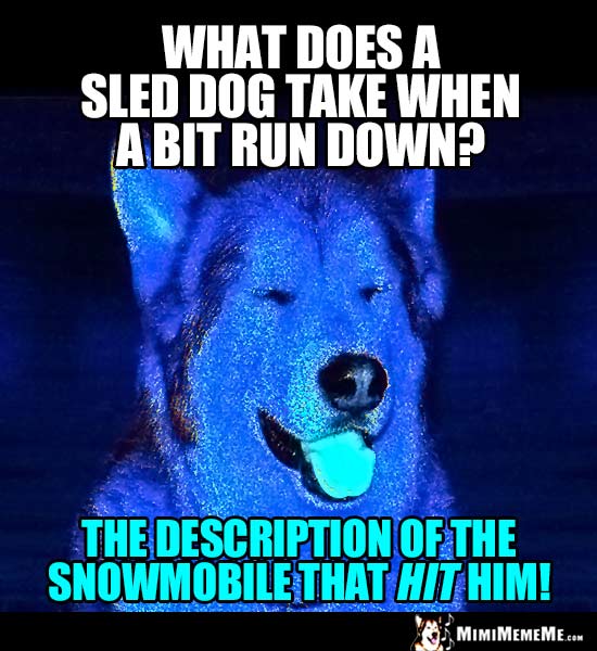 Dog Joke: what does a sled dog take when a bit run down? The description of the snowmobile that hit him!