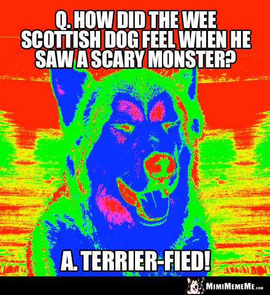 Dog Riddle: How id the wee scottish dog feel when he saw a scary monster? Terrier-Fied!