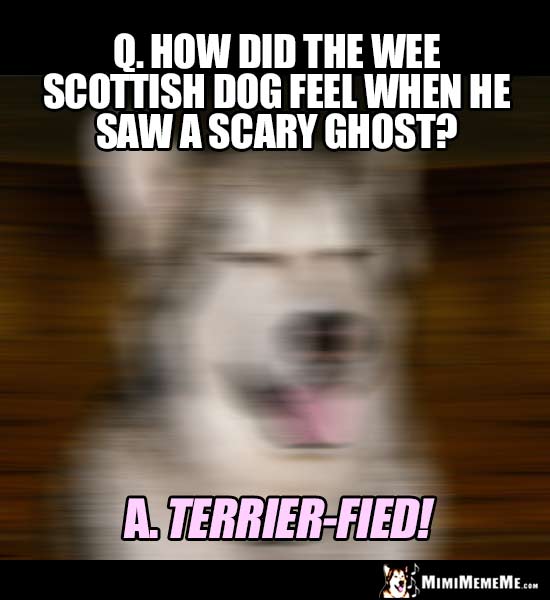 Dog Breed Joke: How did the wee scottish dog feel when he saw a scary ghost? Terrier-fied!