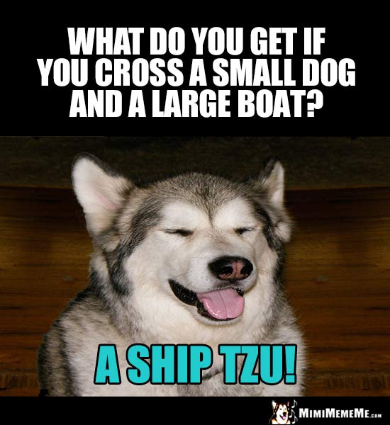 Dog Riddle: What do you get if you cross a small dog and a large boat? A Ship Tzu!