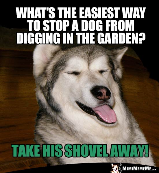 Dog Humor: What's the easiest way to stop a dog from digging in the garden? Take his shovel away!