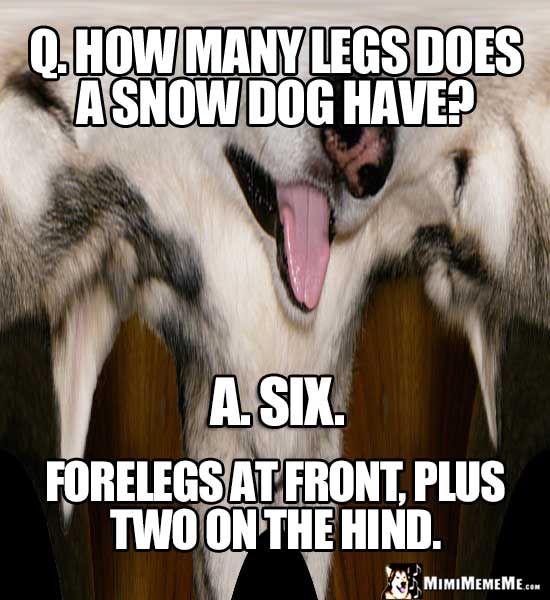 Dog Joke: How many legs does a snow dog have? Six. Forelegs at front, plus two on the hind.