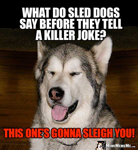 Dog Humor: What do sled dogs say before they tell a killer joke? This one's gonna sleight you!