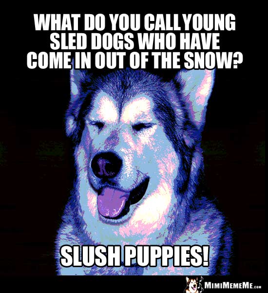 Dog Humor: What do you call young sled dogs who have come in out of the snow? Slush Puppies!