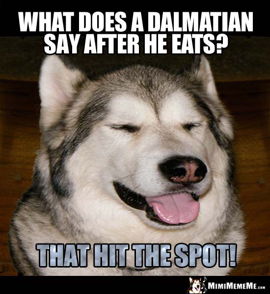 Dog breed Riddle: What does a Dalmatian say after he eats? That hit the spot!