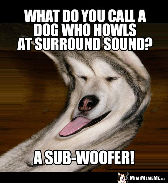 Dog Humor: What do you cal a dog who howls at surround sound? A sub-woofer!