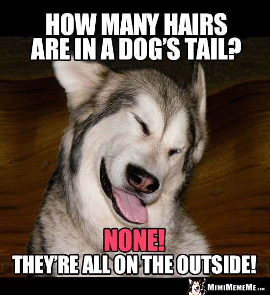 Funny Dog Joke: How many hairs are in a dog's tail? None! They're all on the outside!