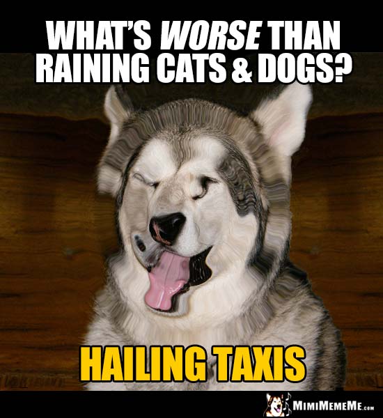 Corny Dog Riddle: What's worst than raining cats & dogs? Hailing taxis