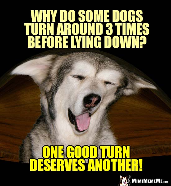 Dog Humor: Why do some dogs turn around 3 times before lying down? One good turn deserves another!
