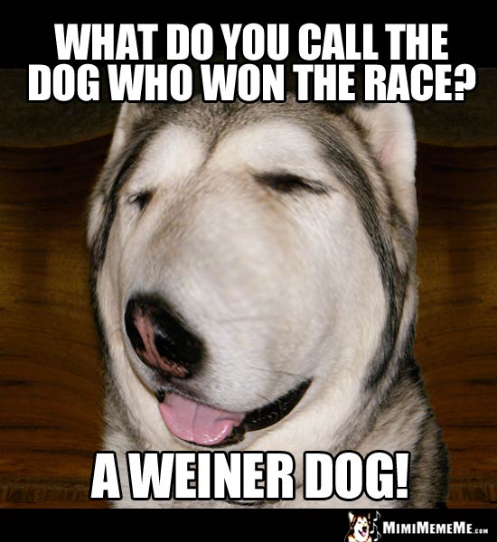 Silly Dog Riddle: What do you call the dog who won the race? A Weiner Dog!