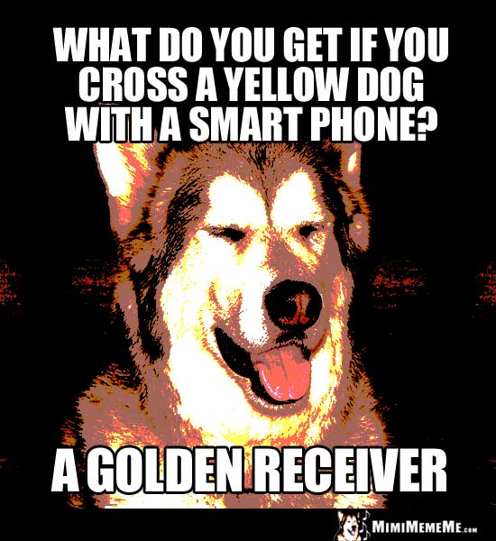 Dog Riddle: What do you get if you cross a yellow dog with a smart phone? A Golden Receiver