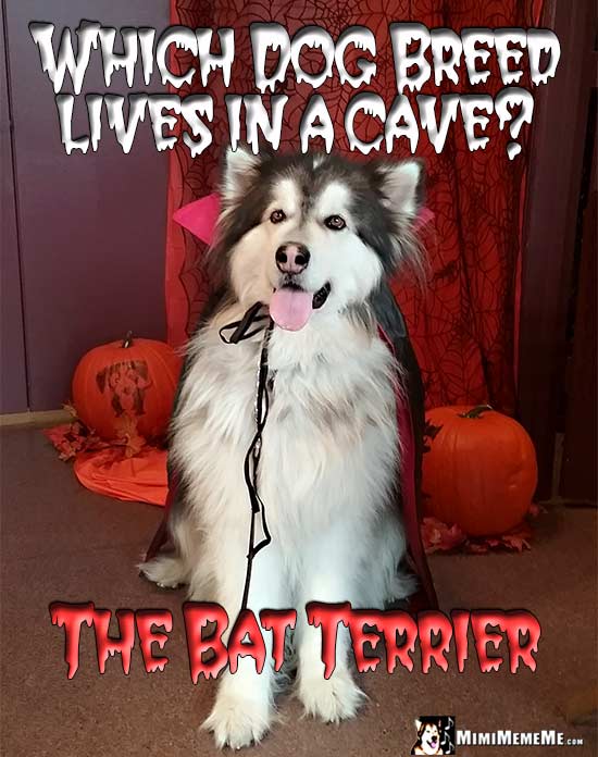 Malamute in Dracula Cape Asks: Which dog breed lives in a cave? The Bat Terrier