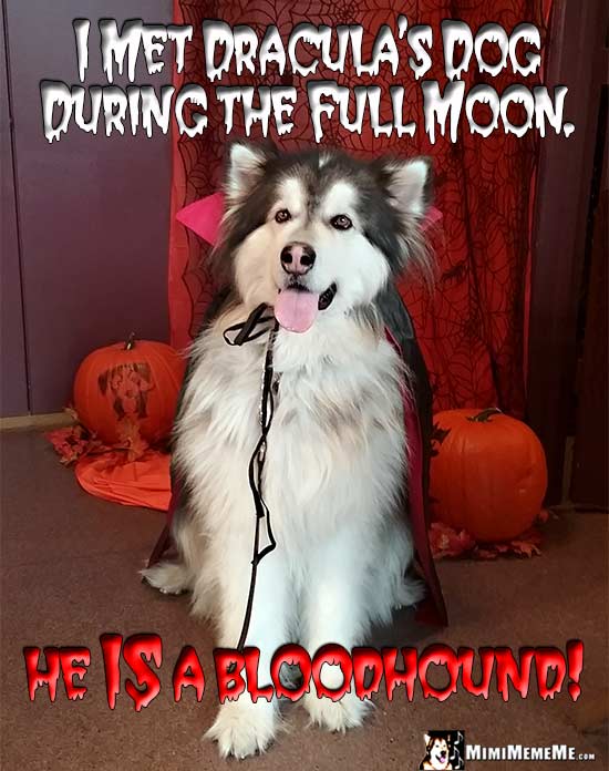 Malamute Wearing Vampire Cape Says: I met Dracula's dog during the full moon. He IS a bloodhound!