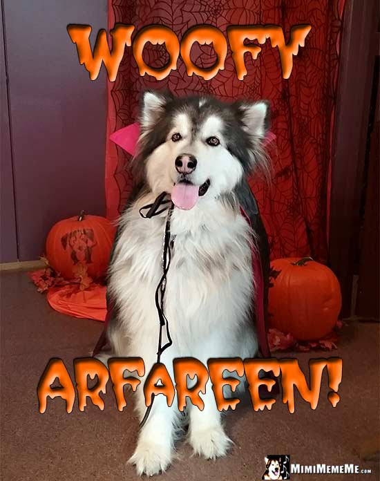 Malamute Wearing Dracula Cape Says: Woofy Arfareen!