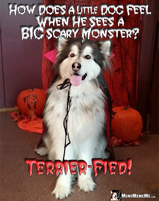 Big Dog Wearing Dracula Costume Asks: How does a little dog feel when he sees a big scary monster? Terrier-fied!