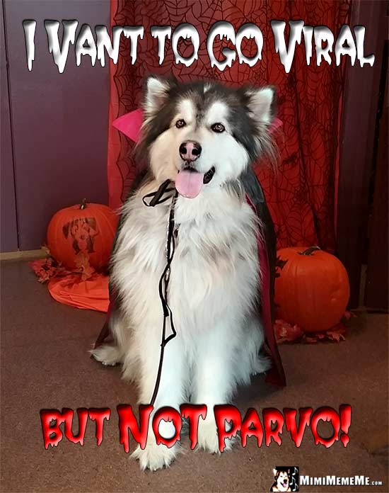 Malamute Wearing Vampire Cape Says: I vant to go viral, but NOT parvo!