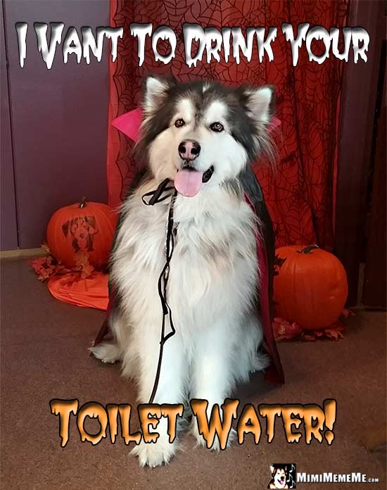 Halloween Vampire Dog Says: I vant to drink your Toilet Water!
