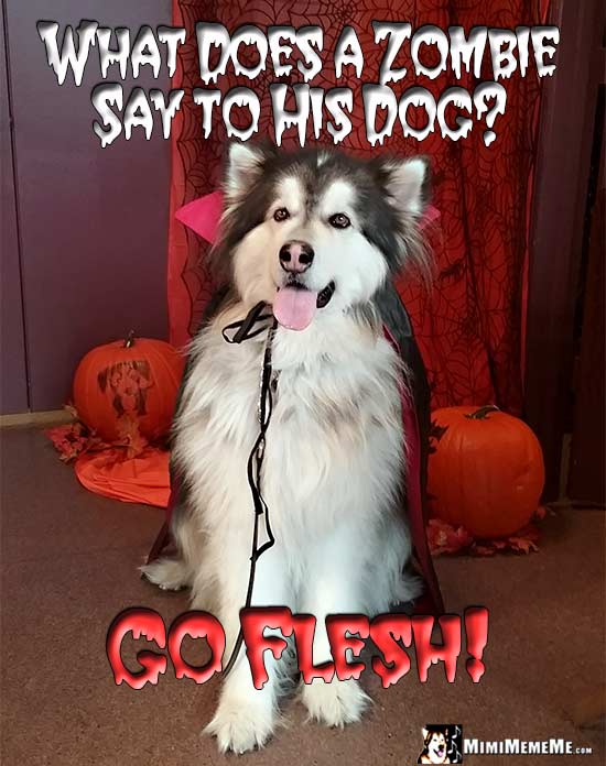 Dog Dressed as a Vampire Asks: What does a zombie say to his dog? Go Flesh!
