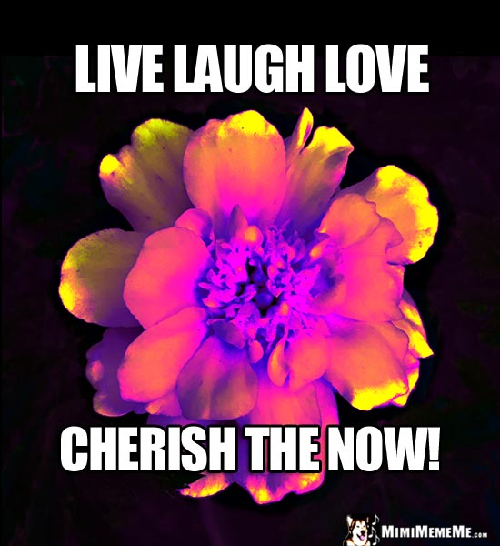Happy Flower Meme Saying: Live Laugh Love. Cherish the now!
