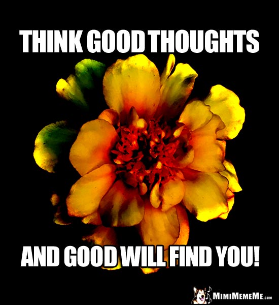 Orange Flower with Inspirational Words: Think good thoughts and good will find you!