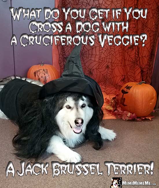 Malamute Dog Wearing Witch Costume Asks: What do you get if you cross a dog with a cruciferous veggie? A Jack Brussel Terrier!