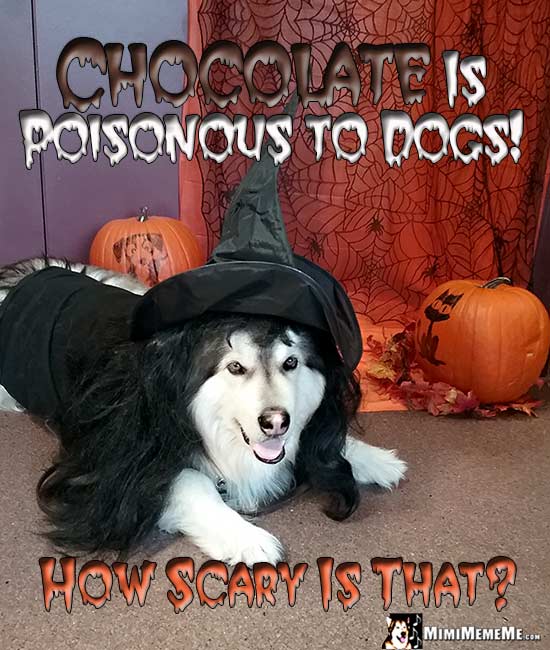 Dog Wearing Witch Costumer Warns: Chocolate is poisonous dogs! How scary is that?