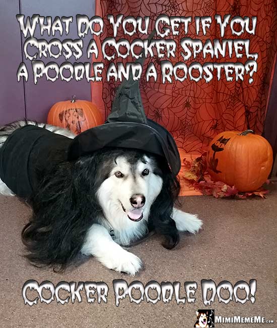 Dog in Witch Costumer Asks: What do you get if you cross a cocker spaniel, a poodle and a rooster? Cocker Poodle Doo!