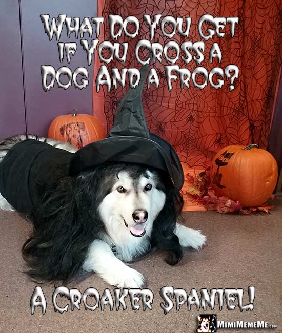 Malamute Wearing Witch Costume Asks: What do you get if you cross a dog and a frog? A Croaker Spaniel!