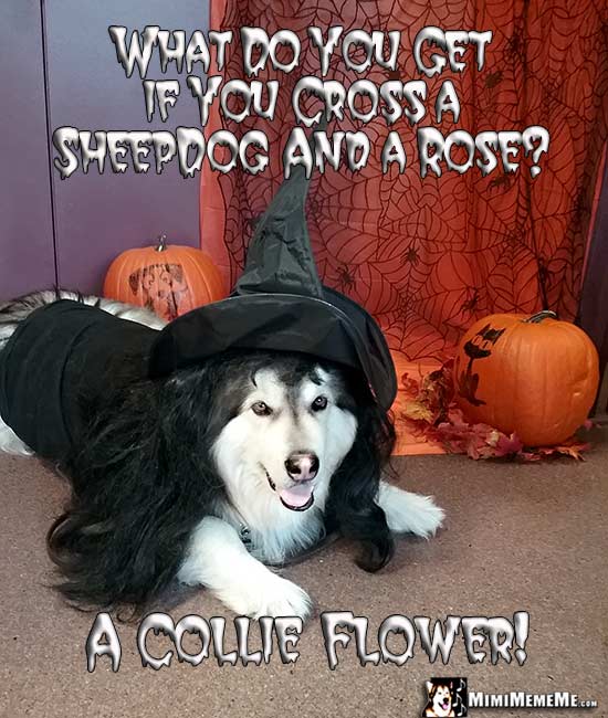 Dog Wearing Witch Costume Asks: What do you get if you cross a sheepdog and a rose? A Collie Flower!