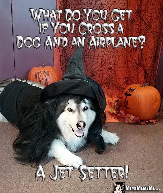 Dog in Witch Costume Riddle: What do you get if you cross a dog and an airplane? A Jet Setter!
