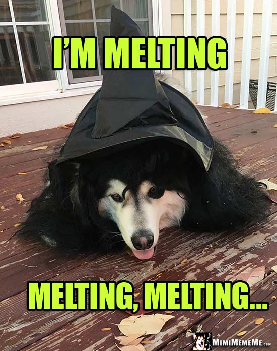 Malamute Wearing Witch Hat and Wig Says: I'm Melting, Melting, Melting...