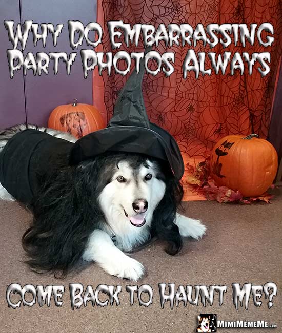 Dog Wearing Witch Costume Jokes: Why do embarrassing party photos always come back to haunt me?